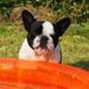 Hunde uden tavle :)