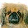 Pekingeser-ejerne