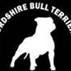 Staffordshire Bull Terrier Klubben