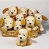 Den store Hundefamilie