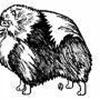 Pomeranian forum
