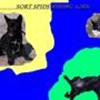 Sort spids en dansk viking og andre små søde hunde