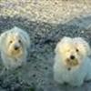 Coton de tulear