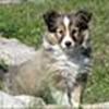 Sheltiegroup
