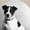 Dansk/Svensk Gårdhunde