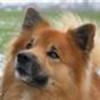 Islandsk fårehund gruppen