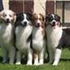Australian Shepherd gruppe