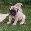 Bullmastiff Gruppen
