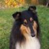 Collie
