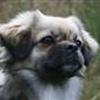Tibetansk spaniel