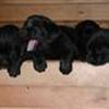 Labrador retrieveren - verdens dejligste hund!