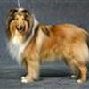 Collie elskere