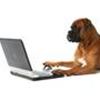 Aktive Hunde i Randers