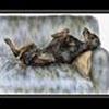 Dobermannklubben