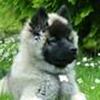 Eurasier