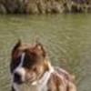 Muskelhunde & andre store hunde -Greve/omegn