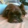 Boxernes paradis