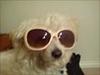 We Love Chinese Crested/Powder Puff <3