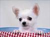 Nordjyllands chihuahuaer