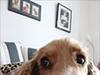 Spar en hund