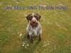 Lav ting til din hund :-)