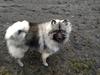 For unge med hunde! Max. 19 år