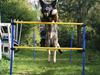 Os med spring hunde!