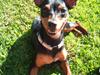 Hundeleg i solvangsparken i Glostrup