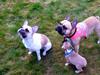 legesyge hunde i 8700