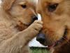Golden Retrieveren