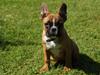 fransk bulldog/engelsk ebeltoft djursland