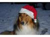 Collie klubben