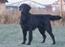 Flat Coated Retriever