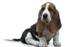 Basset Hound