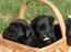 Den dejlige labrador