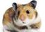 Hamsterbanden
