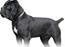 Cane Corso Italiano