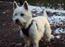 Westie