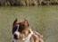 Muskelhunde & andre store hunde -Greve/omegn