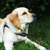 Golden Retriever <3