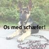 Os med schæfer!