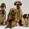 Hundetræf i Herning