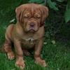 Os som elsker dogue de bordeaux