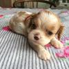Cavalier King Charles Spaniel - Sydfyn
