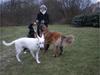 Hundeleg i Vejle