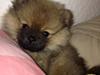 Folk med pomeranian