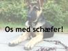 Os med schæfer!
