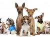 Gruppen for de små hunde i Århus. 