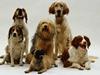 Hundetræf i Herning