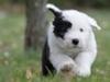 For os med blandings hunde.